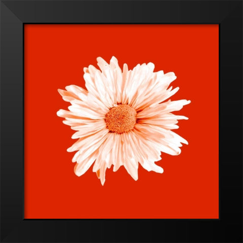 Vivid Bouquet Black Modern Wood Framed Art Print by Jason Johnson