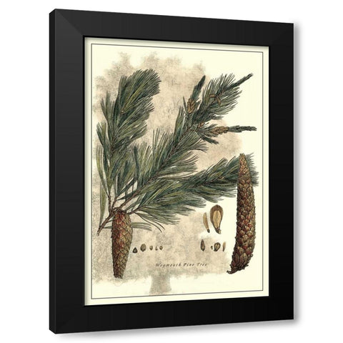 Antique Weymouth Pine Tree Black Modern Wood Framed Art Print by Miller, John