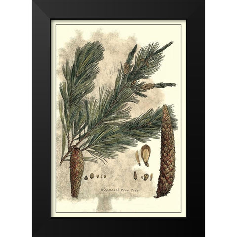 Antique Weymouth Pine Tree Black Modern Wood Framed Art Print by Miller, John