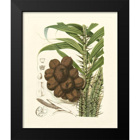 Island Fruits I Black Modern Wood Framed Art Print by Hoola Van Nooten, B.