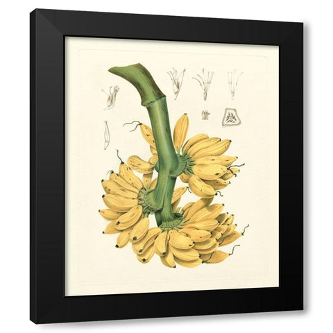 Island Fruits II Black Modern Wood Framed Art Print with Double Matting by Hoola Van Nooten, B.