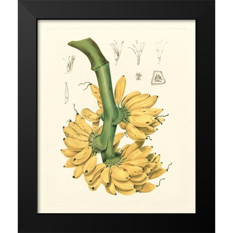 Island Fruits II Black Modern Wood Framed Art Print by Hoola Van Nooten, B.