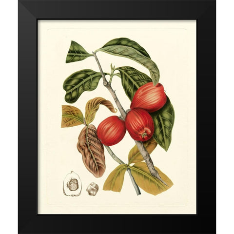 Island Fruits III Black Modern Wood Framed Art Print by Hoola Van Nooten, B.