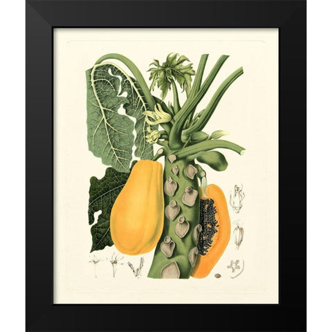 Island Fruits IV Black Modern Wood Framed Art Print by Hoola Van Nooten, B.