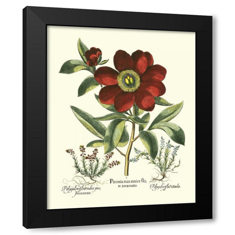 Red Besler Peonie I Black Modern Wood Framed Art Print with Double Matting by Besler, Basilius