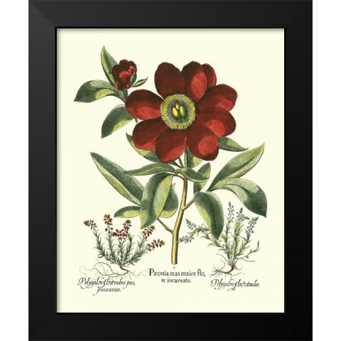 Red Besler Peonie I Black Modern Wood Framed Art Print by Besler, Basilius