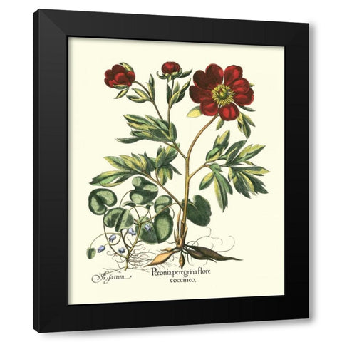 Red Besler Peonie III Black Modern Wood Framed Art Print with Double Matting by Besler, Basilius