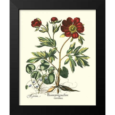 Red Besler Peonie III Black Modern Wood Framed Art Print by Besler, Basilius