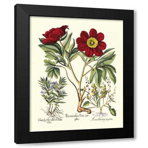 Red Besler Peonie IV Black Modern Wood Framed Art Print with Double Matting by Besler, Basilius