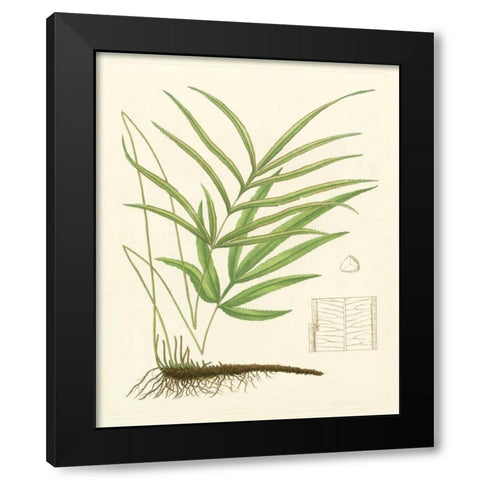 Eaton Ferns I Black Modern Wood Framed Art Print by Eaton