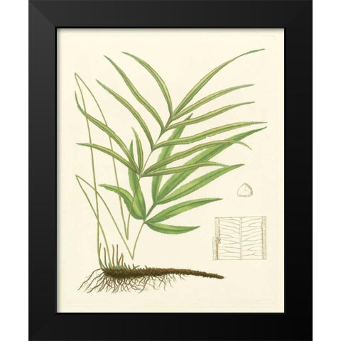 Eaton Ferns I Black Modern Wood Framed Art Print by Eaton