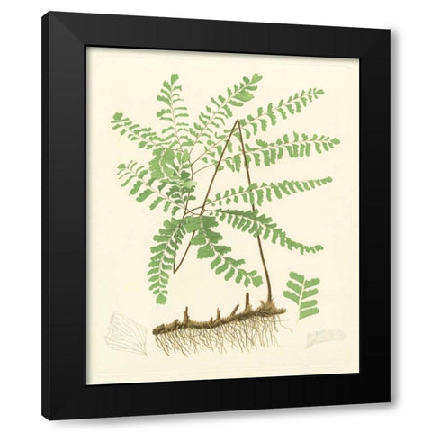 Eaton Ferns II Black Modern Wood Framed Art Print with Double Matting by Eaton
