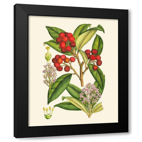 Crimson Berries I Black Modern Wood Framed Art Print with Double Matting by Curtis