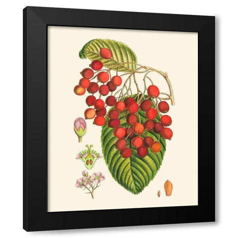 Crimson Berries II Black Modern Wood Framed Art Print with Double Matting by Curtis
