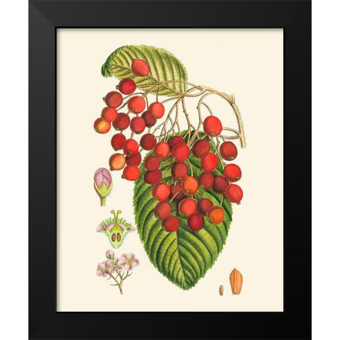 Crimson Berries II Black Modern Wood Framed Art Print by Curtis