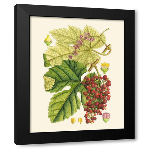 Crimson Berries III Black Modern Wood Framed Art Print by Curtis