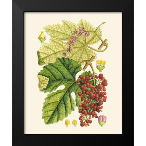 Crimson Berries III Black Modern Wood Framed Art Print by Curtis