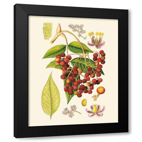 Crimson Berries IV Black Modern Wood Framed Art Print by Curtis