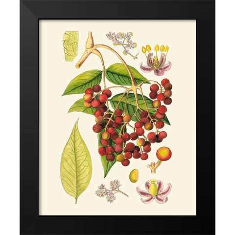 Crimson Berries IV Black Modern Wood Framed Art Print by Curtis
