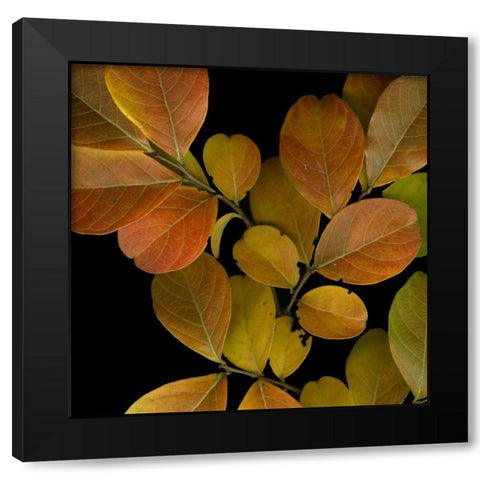 Vivid Leaves I Black Modern Wood Framed Art Print with Double Matting by Vision Studio