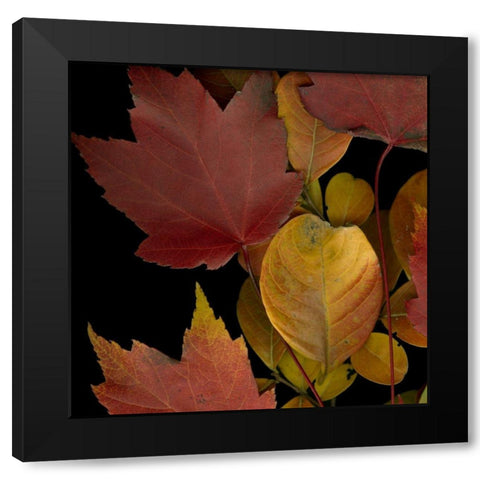 Vivid Leaves IV Black Modern Wood Framed Art Print by Vision Studio