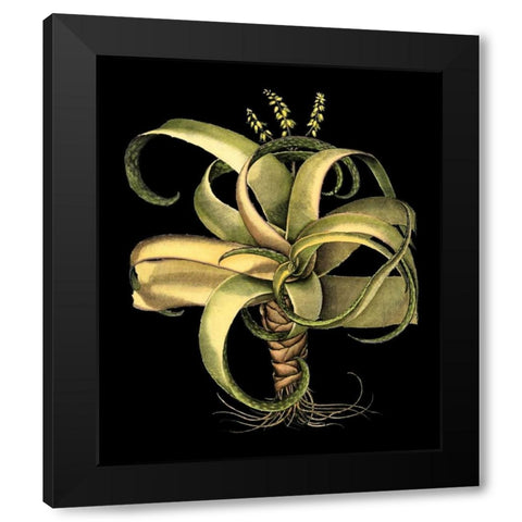 Dramatic Aloe I Black Modern Wood Framed Art Print by Besler, Basilius