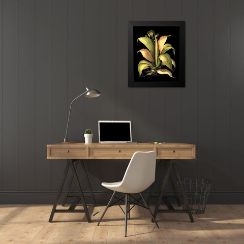 Dramatic Aloe II Black Modern Wood Framed Art Print by Besler, Basilius