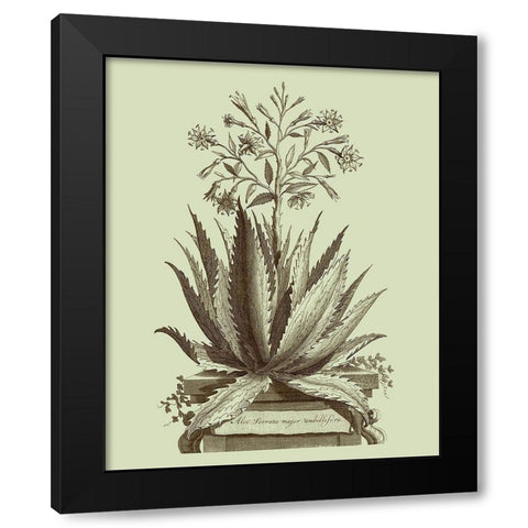 Vintage Aloe I Black Modern Wood Framed Art Print by Munting, Abraham