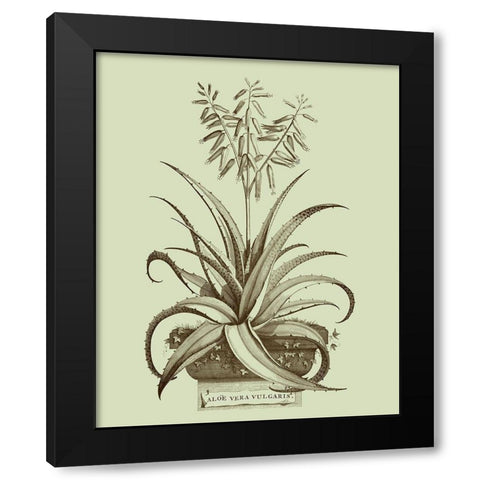 Vintage Aloe II Black Modern Wood Framed Art Print by Munting, Abraham