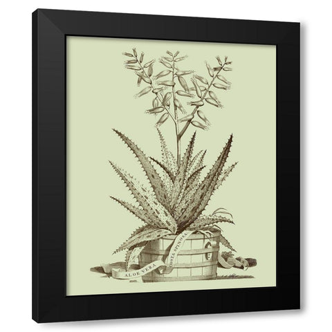 Vintage Aloe III Black Modern Wood Framed Art Print by Munting, Abraham