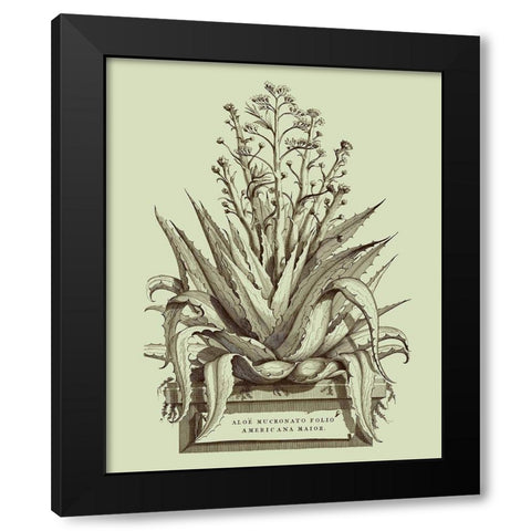 Vintage Aloe IV Black Modern Wood Framed Art Print by Munting, Abraham
