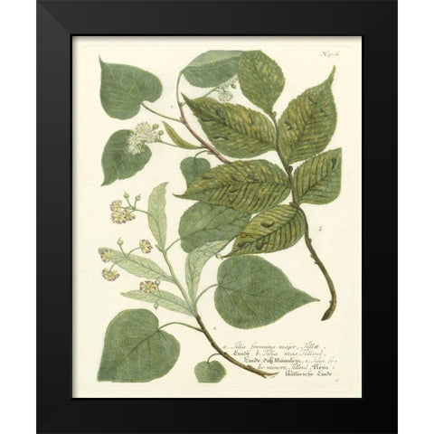 Weinmann Greenery III Black Modern Wood Framed Art Print by Weinmann