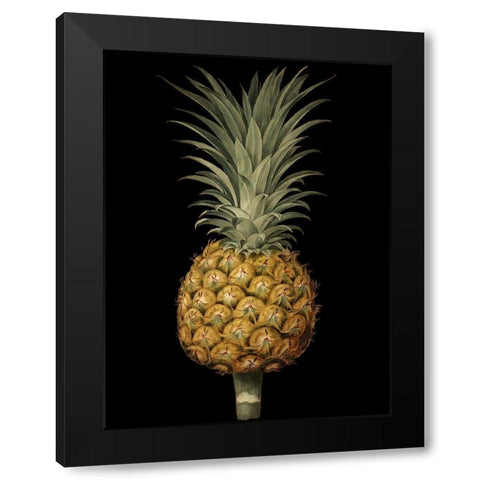 Brookshaw Exotic Pineapple II Black Modern Wood Framed Art Print by Brookshaw, George