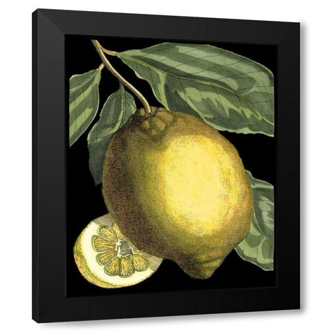Fragrant Citrus II Black Modern Wood Framed Art Print with Double Matting by Volckamer, Johann C.