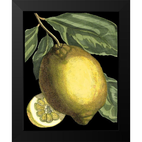 Fragrant Citrus II Black Modern Wood Framed Art Print by Volckamer, Johann C.