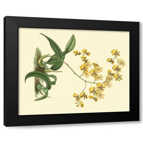Antique Orchid Study I Black Modern Wood Framed Art Print with Double Matting by Edwards, Sydenham