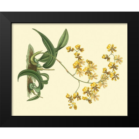 Antique Orchid Study I Black Modern Wood Framed Art Print by Edwards, Sydenham