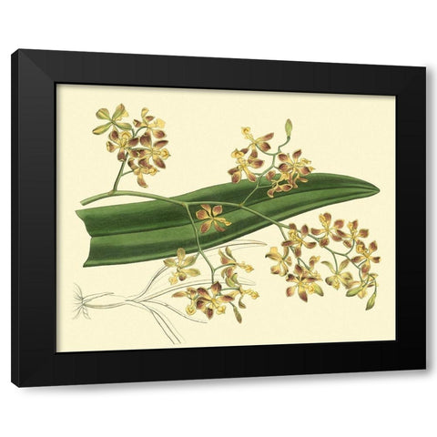 Antique Orchid Study II Black Modern Wood Framed Art Print with Double Matting by Edwards, Sydenham