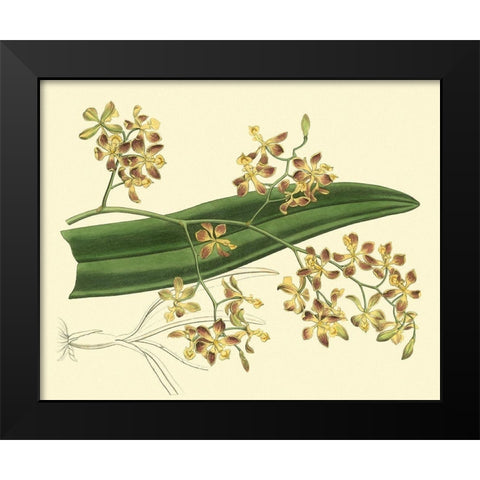 Antique Orchid Study II Black Modern Wood Framed Art Print by Edwards, Sydenham