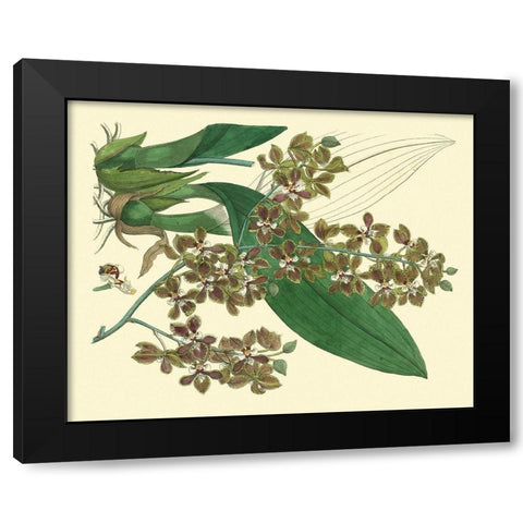Antique Orchid Study III  Black Modern Wood Framed Art Print by Edwards, Sydenham