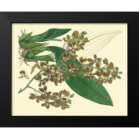 Antique Orchid Study III  Black Modern Wood Framed Art Print by Edwards, Sydenham