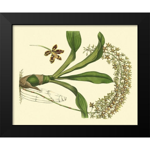 Antique Orchid Study IV Black Modern Wood Framed Art Print by Edwards, Sydenham