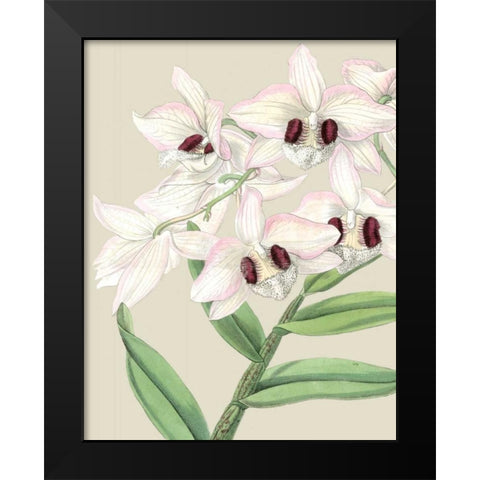 Orchid Blooms II  Black Modern Wood Framed Art Print by Vision Studio