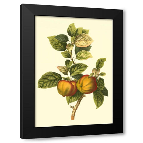 Bessa Apple Black Modern Wood Framed Art Print with Double Matting by Bessa