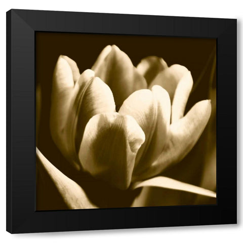 Sepia Tulip I Black Modern Wood Framed Art Print by Stramel, Renee W.