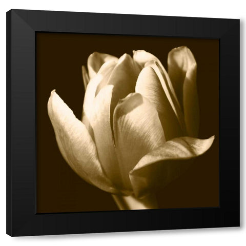 Sepia Tulip II Black Modern Wood Framed Art Print with Double Matting by Stramel, Renee W.