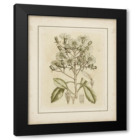 Tinted Botanical I Black Modern Wood Framed Art Print with Double Matting by Curtis