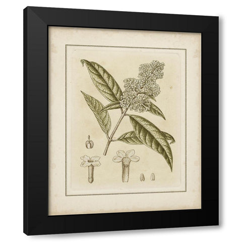 Tinted Botanical II Black Modern Wood Framed Art Print with Double Matting by Curtis