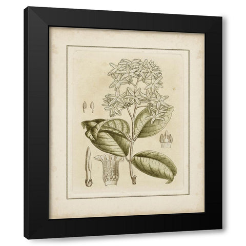 Tinted Botanical III Black Modern Wood Framed Art Print by Curtis