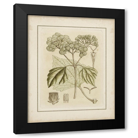 Tinted Botanical IV  Black Modern Wood Framed Art Print by Curtis